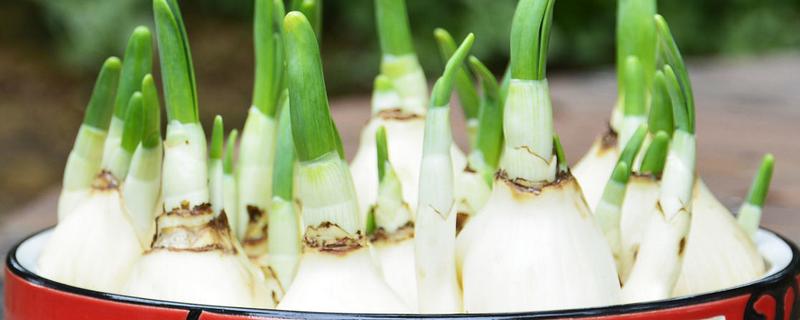 水仙花直接泡水里就行吗，直接泡水里就可以了
