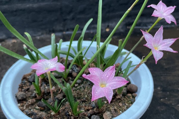 风雨兰怎么养殖，平时放在采光好的位置