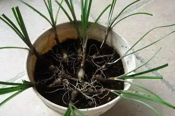 风雨兰怎么养殖，平时放在采光好的位置
