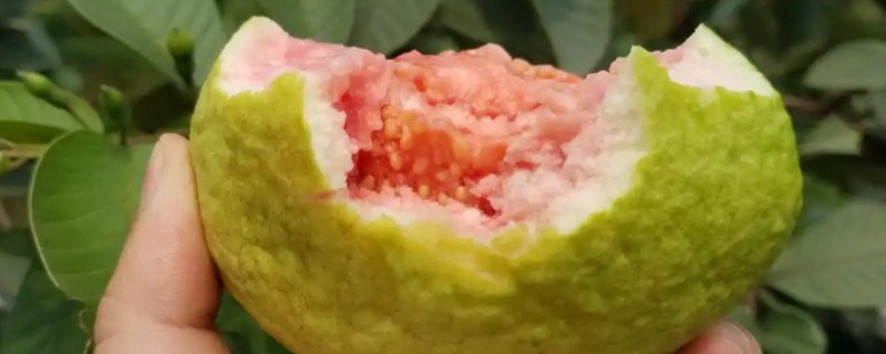 番石榴皮可以吃吗，果皮也是可以食用的