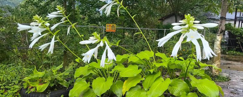 玉簪花不长叶子怎么处理，需要对玉簪花进行修剪