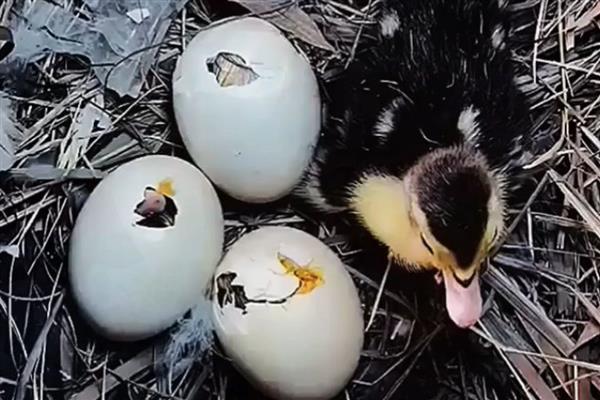 鸭子啄壳了还要喷水吗，还要喷水