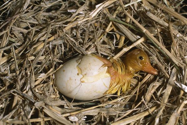 鸭子啄壳了还要喷水吗，还要喷水
