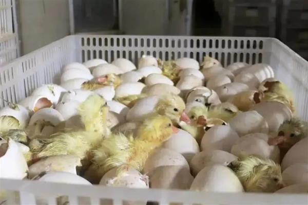 鸭子啄壳了还要喷水吗，还要喷水