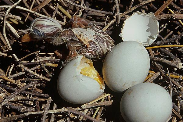 鸭子啄壳了还要喷水吗，还要喷水