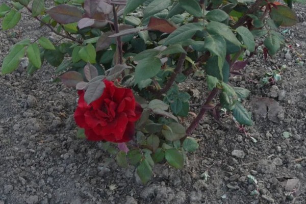 怎么养小玫瑰花，生长离不开充足的光照