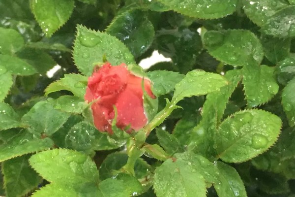 怎么养小玫瑰花，生长离不开充足的光照