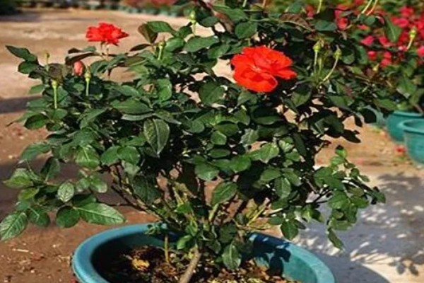怎么养小玫瑰花，生长离不开充足的光照
