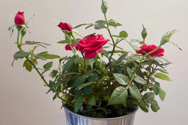 怎么养小玫瑰花，生长离不开充足的光照