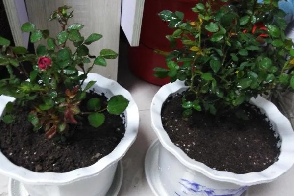 怎么养小玫瑰花，生长离不开充足的光照