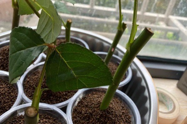 怎么养小玫瑰花，生长离不开充足的光照