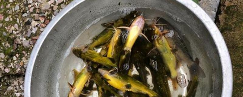 怎么野钓黄颡鱼，可用手竿作钓