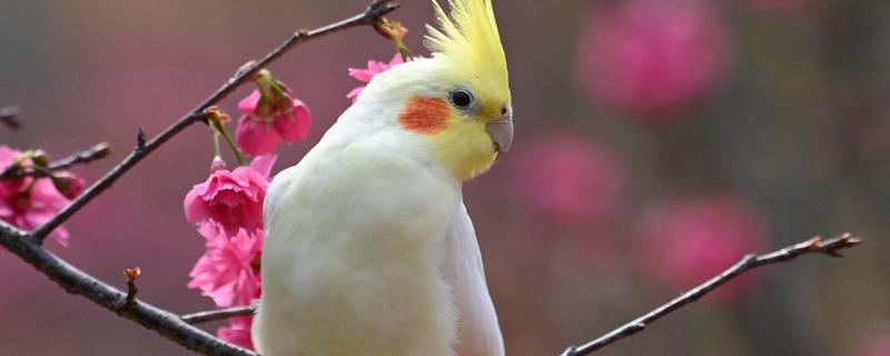怎么养20多天的雏鸟玄凤鹦鹉，要给它们做好保温工作