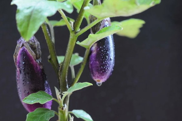 茄子传入中国的时间,公元45世纪正式传入我国