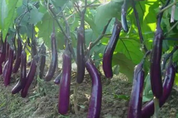 茄子传入中国的时间,公元45世纪正式传入我国