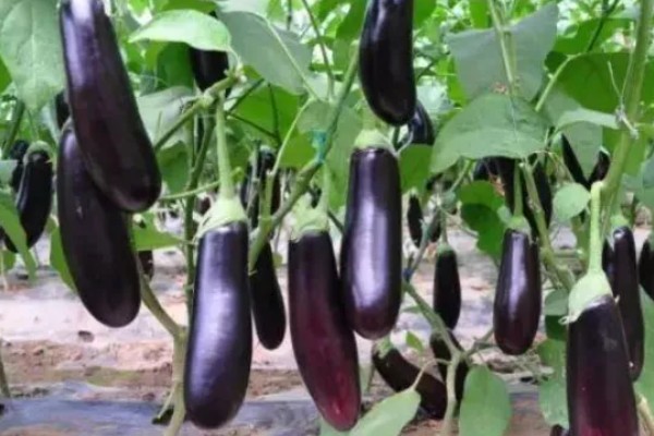 茄子传入中国的时间,公元45世纪正式传入我国