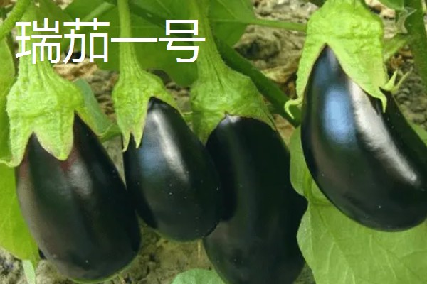 茄子传入中国的时间,公元45世纪正式传入我国