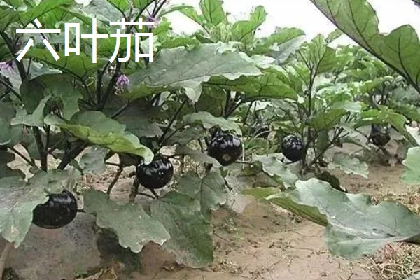 茄子传入中国的时间,公元45世纪正式传入我国