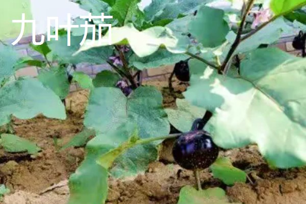 茄子传入中国的时间,公元45世纪正式传入我国