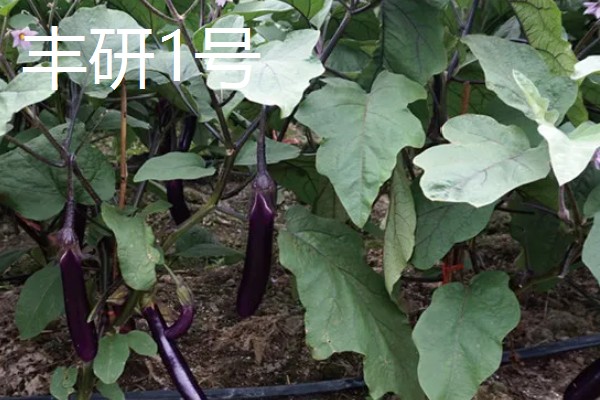 茄子传入中国的时间,公元45世纪正式传入我国