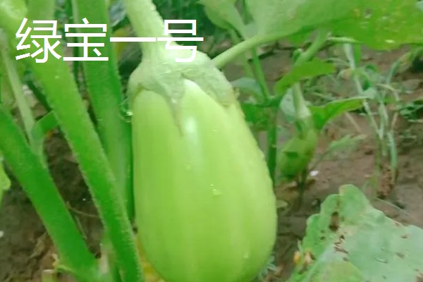 茄子传入中国的时间,公元45世纪正式传入我国