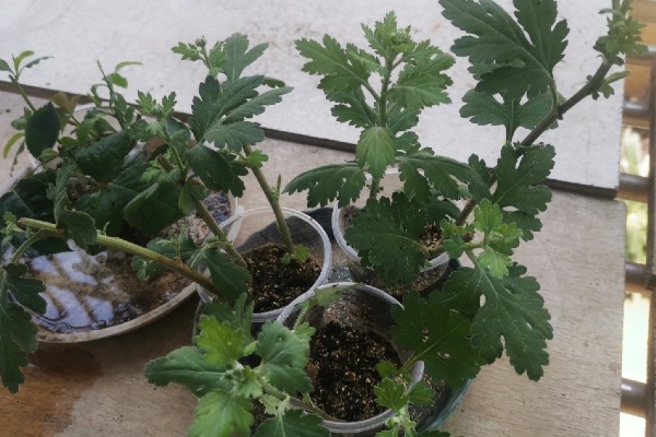 菊花什么时候扦插,在4-5月份扦插可提高成活率