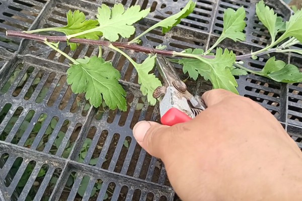 菊花什么时候扦插,在4-5月份扦插可提高成活率