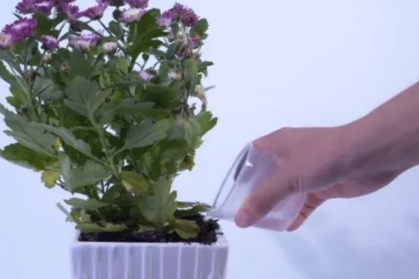菊花什么时候扦插,在4-5月份扦插可提高成活率