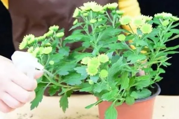 菊花什么时候扦插,在4-5月份扦插可提高成活率