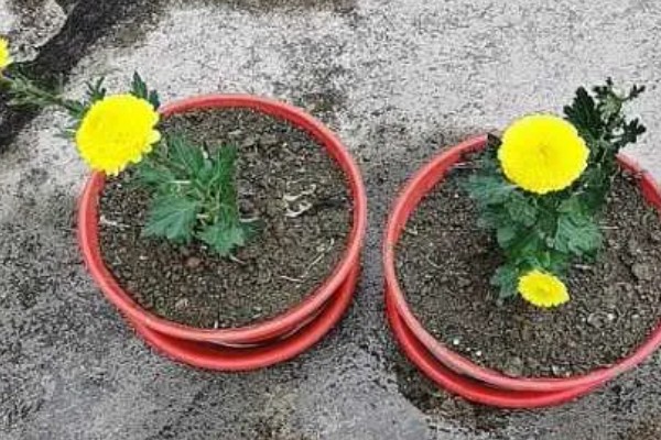 菊花什么时候扦插,在4-5月份扦插可提高成活率