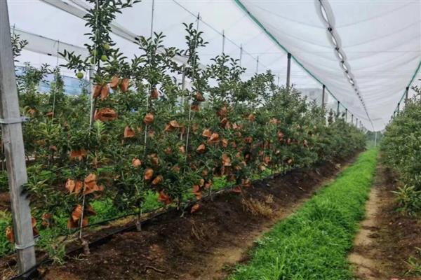 种植矮化苹果树的方法，生长期要追施薄肥
