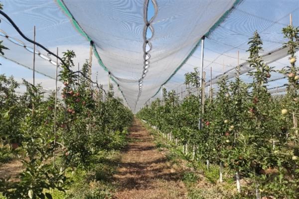 种植矮化苹果树的方法，生长期要追施薄肥