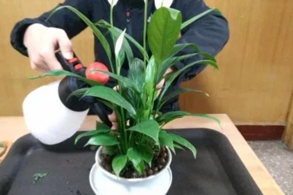 家里不适合放白掌的原因，光照不足且空气流通性差