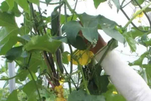 露天丝瓜什么时候播种，春夏秋季均可种植