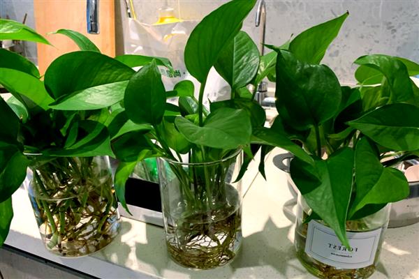 绿航绿萝适合室内养殖吗,是适合室内养殖的