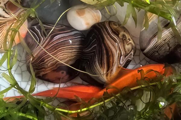 金鱼是不是哺乳动物，不是哺乳动物