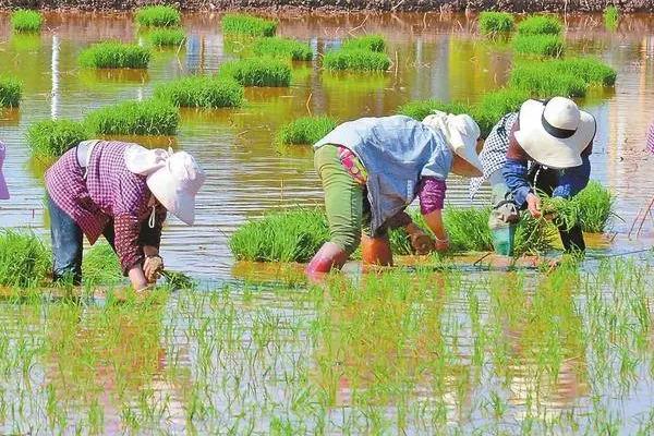 水稻如何提高产量，直播稻的播期通常在6月15日左右