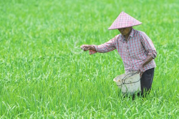 水稻如何提高产量，直播稻的播期通常在6月15日左右