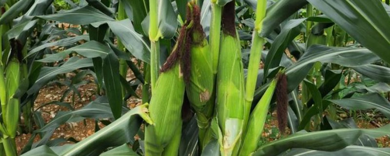九圣禾2468玉米的产量，平均亩产量约为689.2kg