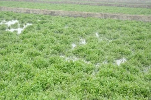 怎么种西洋菜，可以四季种植