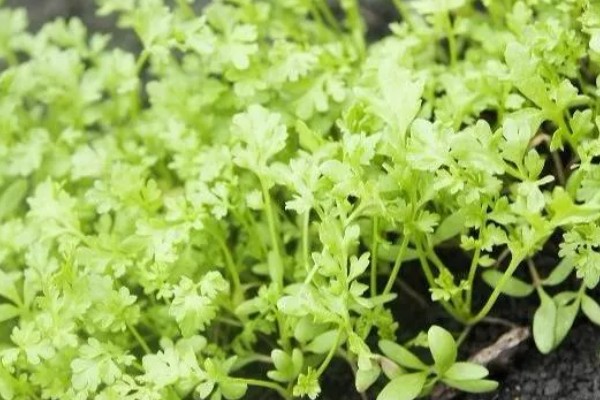 怎么种西洋菜，可以四季种植