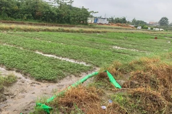 怎么种西洋菜，可以四季种植