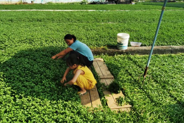 怎么种西洋菜，可以四季种植