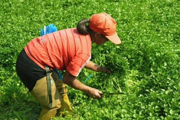 怎么种西洋菜，可以四季种植