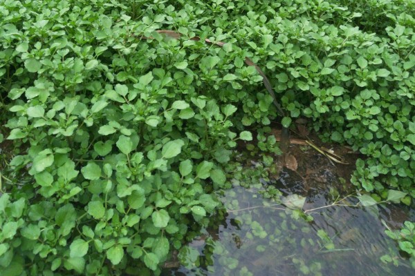 怎么种西洋菜，可以四季种植