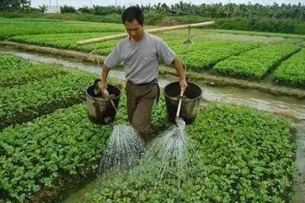 怎么种西洋菜，可以四季种植