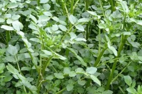 怎么种西洋菜，可以四季种植