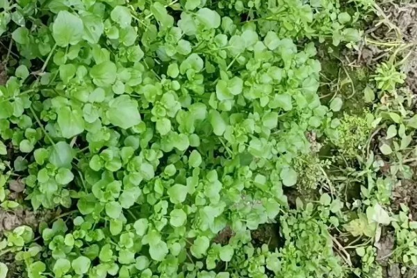 怎么种西洋菜，可以四季种植