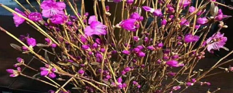 怎么让干杜鹃开花，适宜在较为阴凉的环境中生长