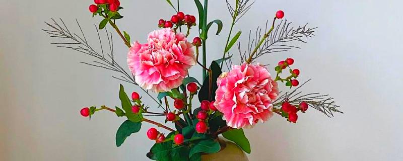 康乃馨是多年生植物吗，是多年生草本植物